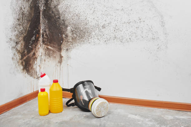 Best Emergency Mold Removal  in Leisure Village West, NJ
