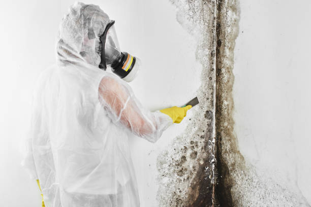 Best Emergency Mold Removal  in Leisure Village West, NJ