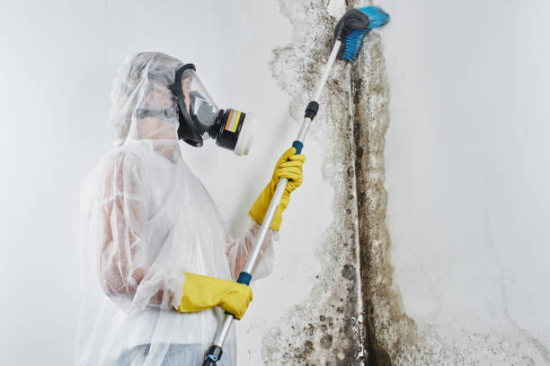 Best Office Mold Removal Services  in Leisure Village West, NJ