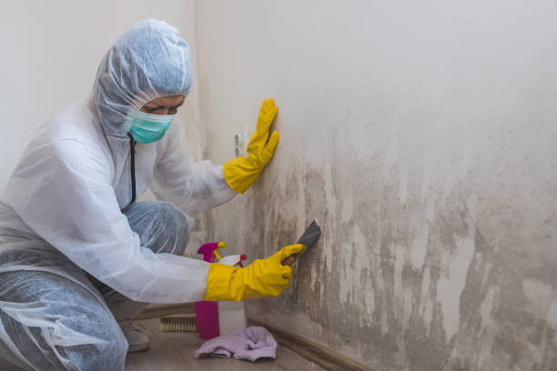 Best Attic Mold Removal  in Leisure Village West, NJ