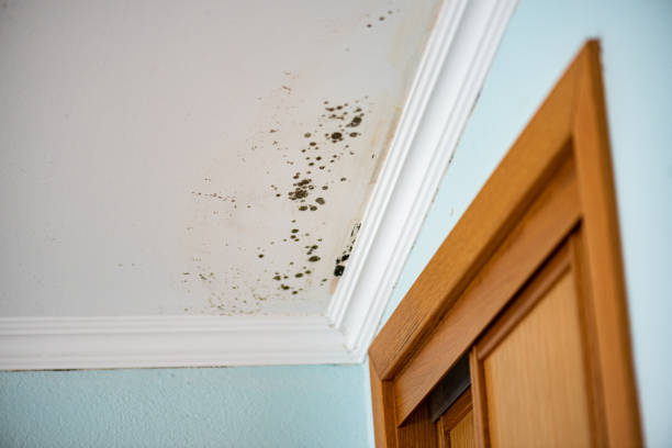 Mold Removal and Inspection in Leisure Village West, NJ