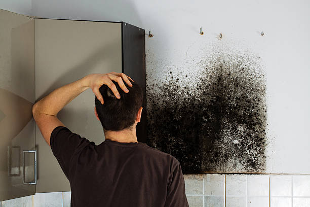 Best Mold Damage Repair  in Leisure Village West, NJ