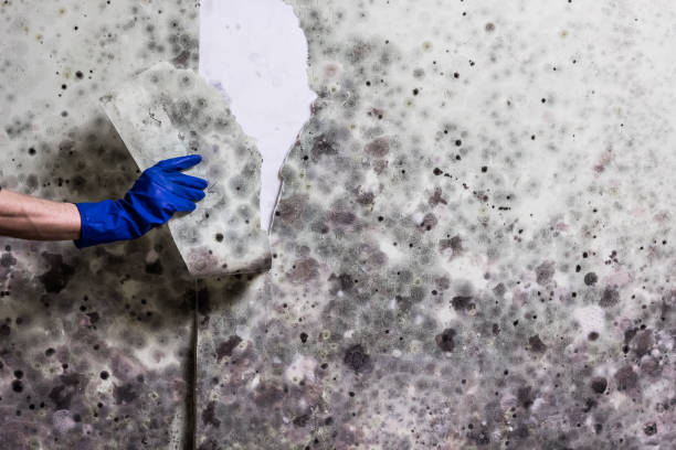 Best Black Mold Removal  in Leisure Village West, NJ